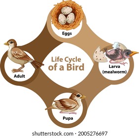 Life Cycle Of A Bird Diagram Illustration