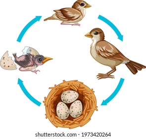 Life cycle of bird on white background illustration