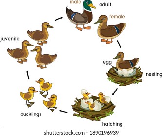 Life cycle of bird. Stages of development of wild duck (mallard) from egg to duckling and adult bird isolated on white background