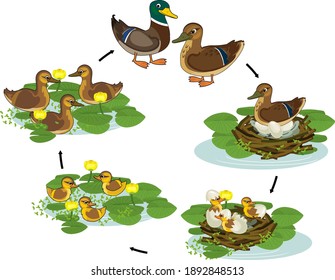 Life cycle of bird. Stages of development of wild duck (mallard) from egg to duckling and adult bird isolated on white background