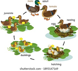 Life Cycle Bird Stages Development Wild Stock Vector (Royalty Free ...