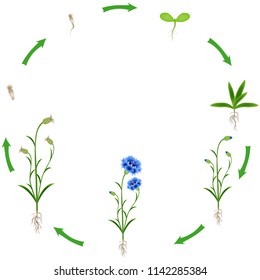 Life cycle of a blue cornflower on a white background.