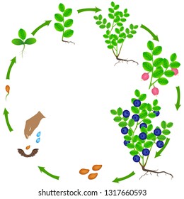 Life cycle of a blueberry plant on a white background.