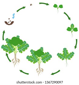Life cycle of broccoli sprouts plant on a white background.