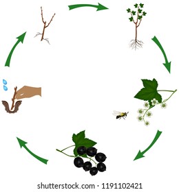 Life cycle of a bush of currant isolated on white.