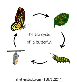 The life cycle of a butterfly.