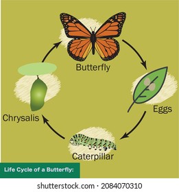 475 Life cycle of hen Images, Stock Photos & Vectors | Shutterstock