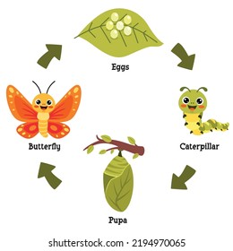 The Life Cycle Of Butterfly