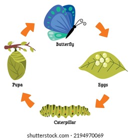 El Ciclo De Vida De La Mariposa