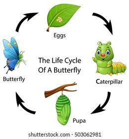  The life cycle of a butterfly