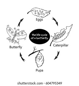 308 Butterfly life cycle for drawing Images, Stock Photos & Vectors ...