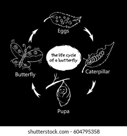 The life cycle of a butterfly