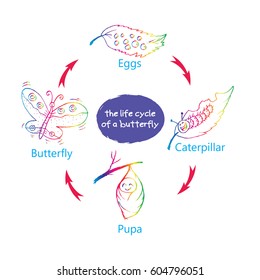 The life cycle of a butterfly