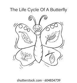The life cycle of a butterfly 