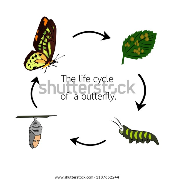 Life Cycle Butterfly Stock Vector (Royalty Free) 1187652244 | Shutterstock