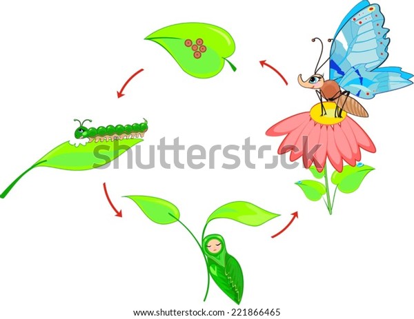 Life Cycle Butterfly Stock Vector (Royalty Free) 221866465 | Shutterstock