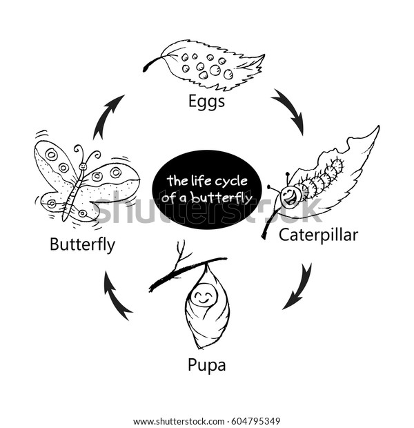 Life Cycle Butterfly Stock Vector (Royalty Free) 604795349