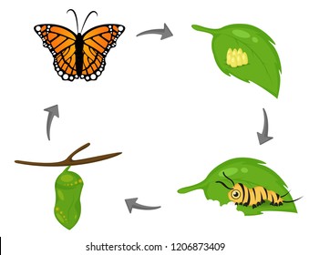Life cycle of Butterfly. Cartoon cute vector Illustion EPS10 on white background.