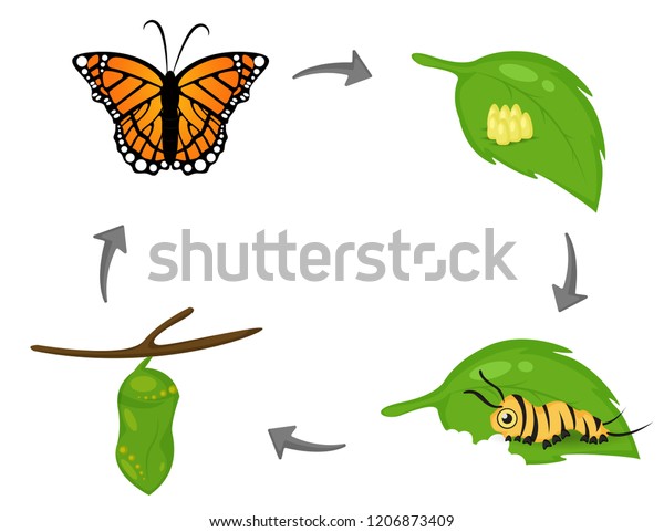 Vector Illustration Of Cartoon Life Cycle Of Butterfly Stock Vector Images