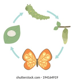 Life Cycle of Butterfly, cartoon style, vector illustration