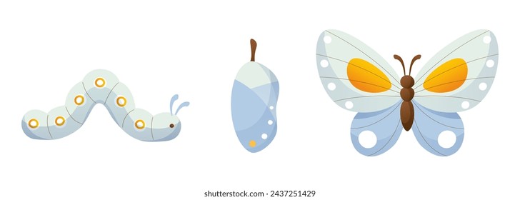 Life cycle of a butterfly. Caterpillar, chrysalis, blue butterfly. Vector illustration of butterfly development stage on white background. Biology concept for children's educational material.