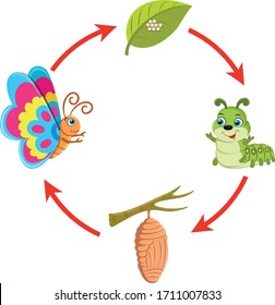 Life cycle of butterfly caterpillar to butterfly pupa illustration vector