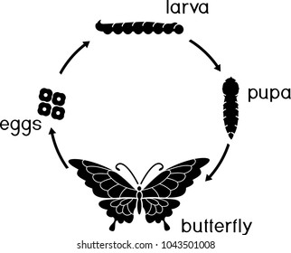 Life cycle of butterfly. Complete (holometabolous) metamorphosis with four distinct phases