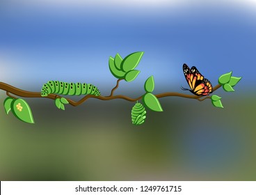 Life cycle of butterfly with eggs, caterpillar, pupa, butterfly shown on a tree branch on natural blurred background. Metamorphosis. Cartoon vector illustration.