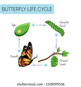 Life cycle of butterfly (eggs, caterpillar, pupa, butterfly). Metamorphosis. Educational biology for kids. Cartoon vector illustration in flat style.