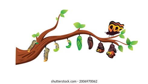 Life cycle of butterfly (eggs, caterpillar, pupa, butterfly). Metamorphosis. Educational biology for kids. illustration in flat vector style.