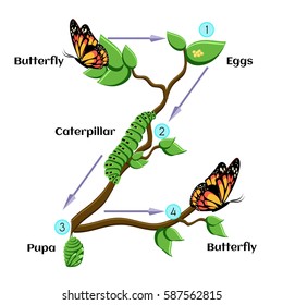 Life cycle of butterfly (eggs, caterpillar, pupa, butterfly). Metamorphosis. Educational biology for kids. Cartoon vector illustration in flat style.