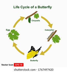 The life cycle of a butterfly in a flat style. Vector illustration of an isolated with white background.