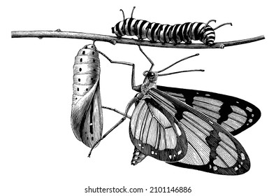 Life cycle of a butterfly hand draw vintage engraving style black and white clipart