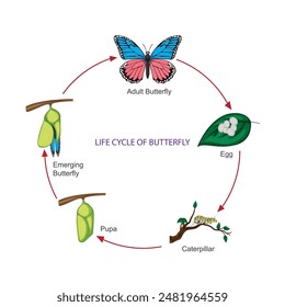 Life cycle of butterfly. The metamorphosis of butterfly. Egg, caterpillar, pupa.Steps winged insect development. Vector illustration.