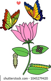Life cycle of butterfly on flower. Complete (holometabolous) metamorphosis with four distinct phases