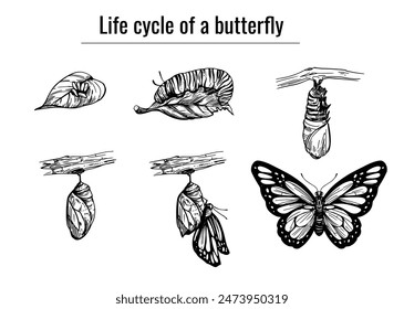 Life cycle of a butterfly, realistic engraving style. hand drawn, vector illustration, black outline