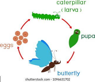 Life cycle of butterfly. Sequence of stages of development from egg to adult insect