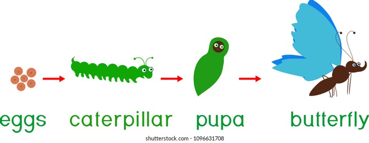 Life cycle of butterfly. Sequence of stages of development from egg to adult insect