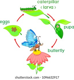 Life cycle of butterfly. Sequence of stages of development from egg to adult insect
