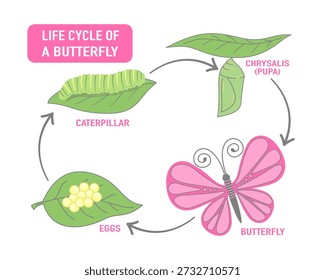Ciclo de vida de um infográfico de ilustração vetorial de borboleta. Diagrama educativo mostrando quatro estágios de metamorfose: ovos em uma folha, lagarta verde, crisálida ou pupa, e uma bela borboleta adulta rosa. Estilo bonito desenhado à mão para crianças, materiais escolares e aulas de biologia de ciências.