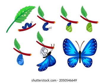 Life cycle of butterfly vector illustrations set. Development stages of insect with wings, branch with leaf, egg, larva or caterpillar, chrysalis isolated on white background. Nature, biology concept