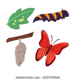 Life cycle of butterfly vector illustrations set. Cartoon drawings of eggs on leaf, caterpillar, pupa and adult insect with wings isolated on white background. Nature, spring, biology concept