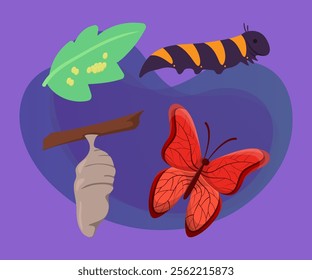 Life cycle of butterfly vector illustrations set. Cartoon drawings of eggs on leaf, caterpillar, pupa and adult insect with wings on purple background. Nature, spring, biology concept