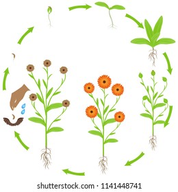Life cycle of calendula plant on a white background.