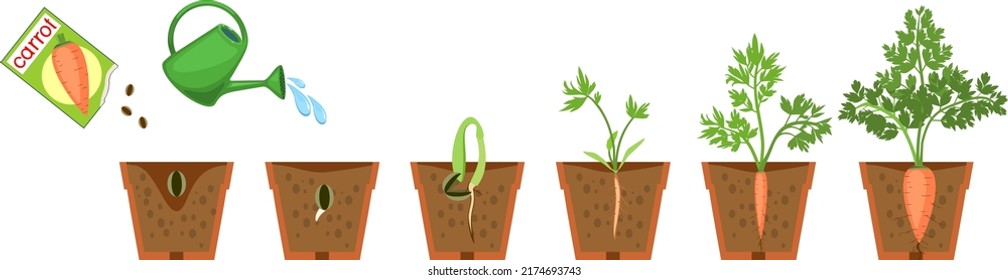 Life cycle of carrot plant. Growth stages from seeding to harvesting root crops. Carrot plant with root system in flower pot isolated on white background