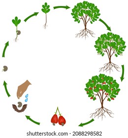 Life cycle of a cashew plant on a white background.