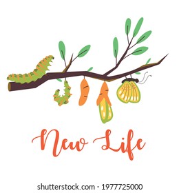 The life cycle of a caterpillar turning into a butterfly and lettering new life