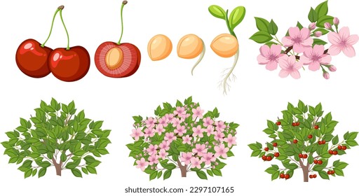 Life Cycle of a Cherry Tree illustration