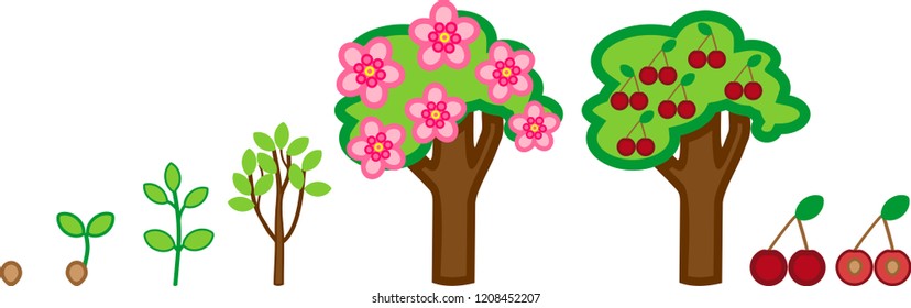 Life cycle of cherry tree. Plant growth stage from seed to tree with fruits