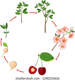 Life cycle of cherry tree. Plant growth stage